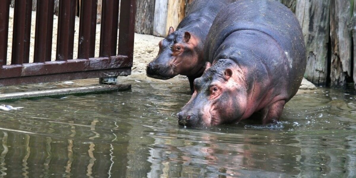 Iveco pomh s pepravou hroch do ZOO ve Dvoe Krlov